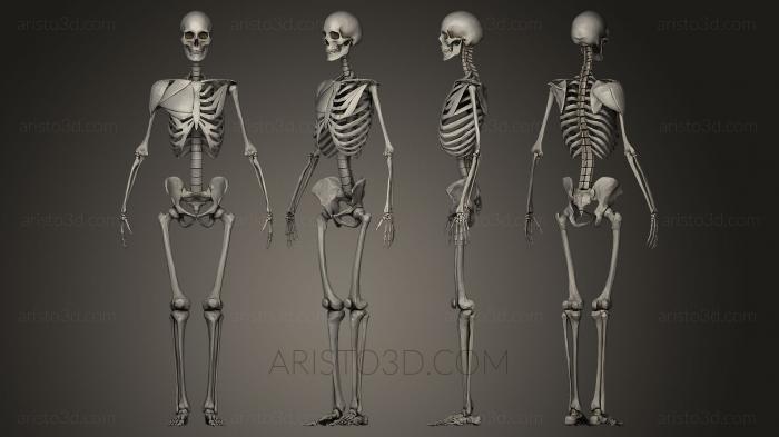 Anatomy of skeletons and skulls (ANTM_0024) 3D model for CNC machine